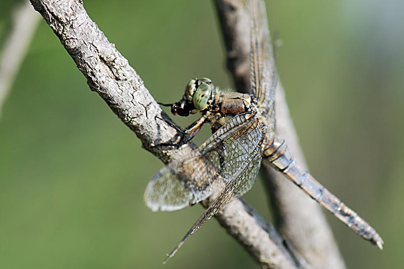 Libellula con preda - Orthetrum cancellatum, femmina